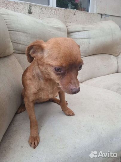 Миниатюрная собачка в добрые руки