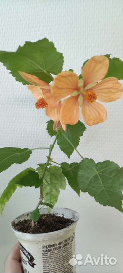 Абутилон, сингониум