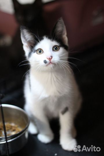 Котенок Фёдор