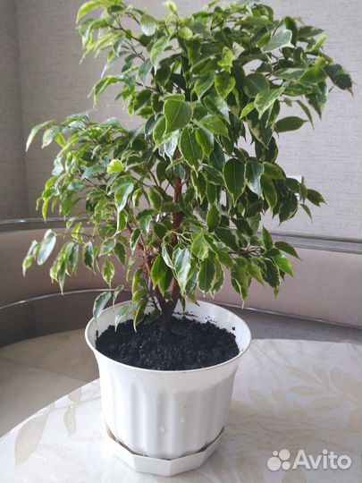Фикус бенджамина