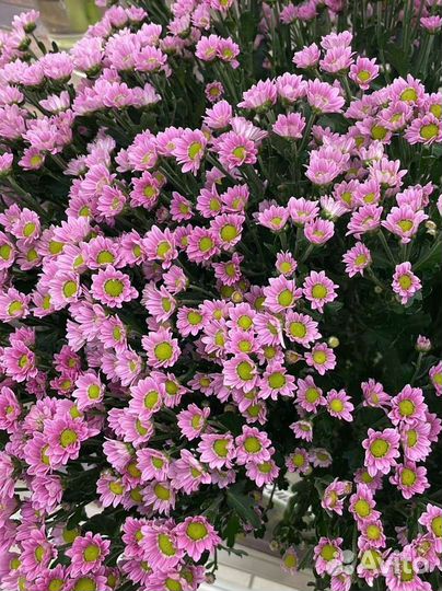 Продавец ночной