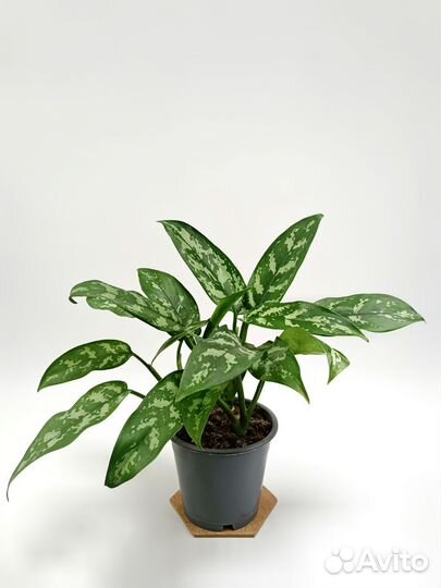 Аглонема Мария Aglaonema Maria