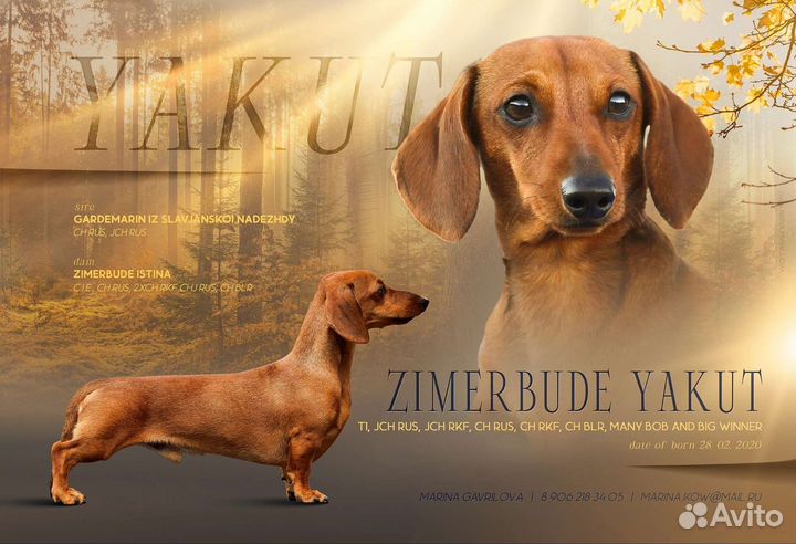 Вязка такса