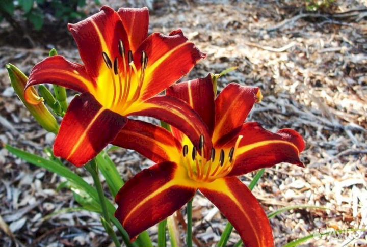 Лилейники Отум Ред