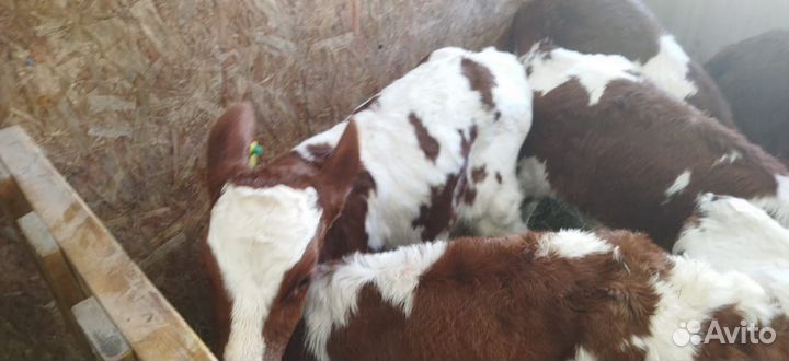 Телята с доставкой до двора за наш счёт