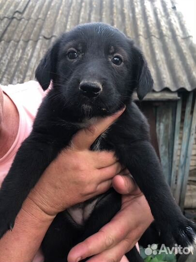 Щенок в добрые руки