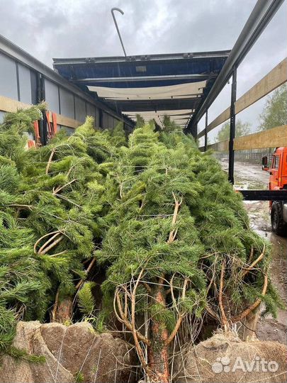 Сосна Веймутова, крупномер