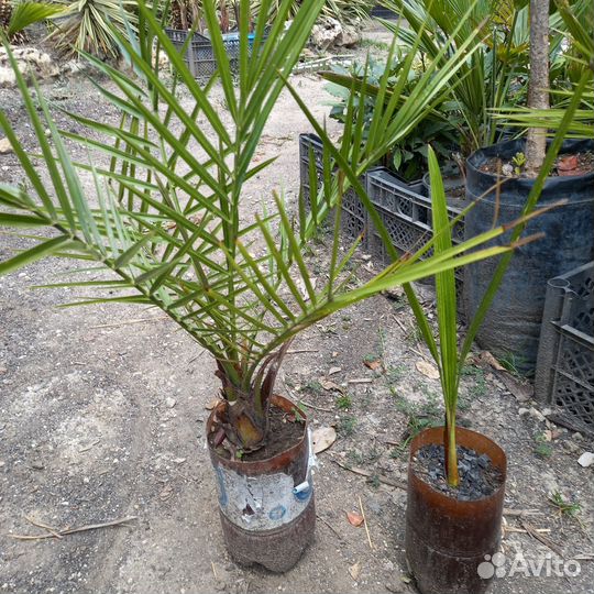 Финик канарский. Разного возраста