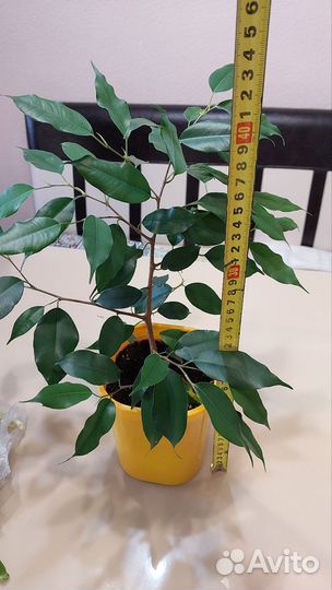 Фикус Бенджамина