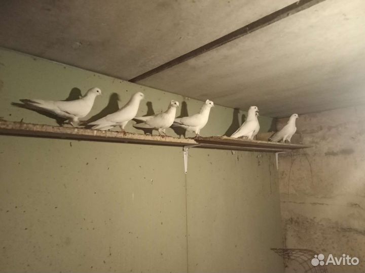 Голуби бакинцы