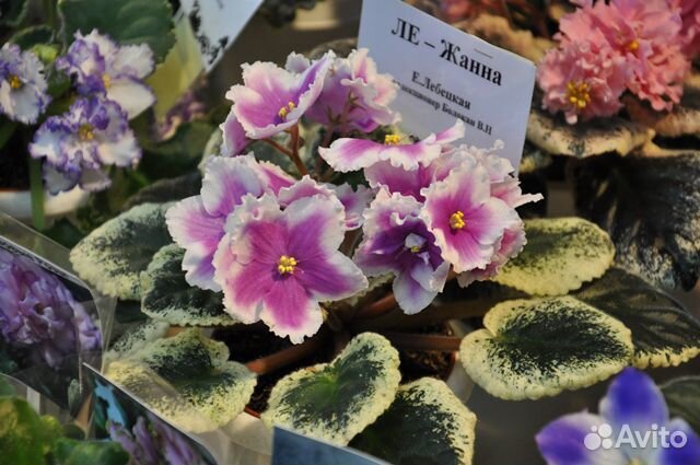 Выставка цветов в Краснодаре 16 сентября 2023г