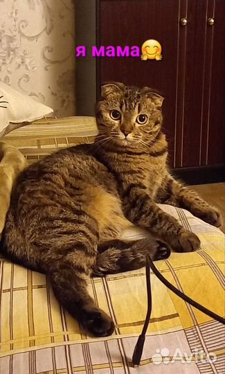 Котята в добрые руки бесплатно