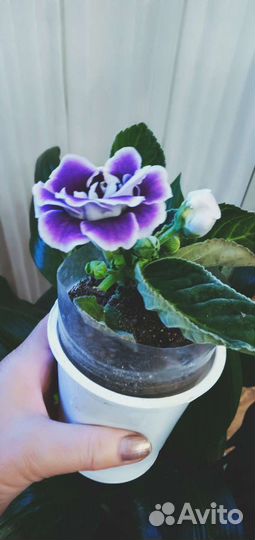 Глоксинии махровые цветущие