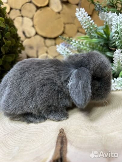 Карликовый кролик барашек вислоухий декоративный