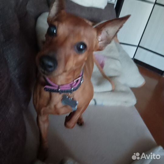 Цвергпинчер