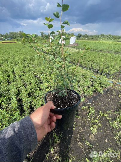 Спирея вангутта