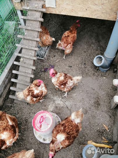 Куры несушки