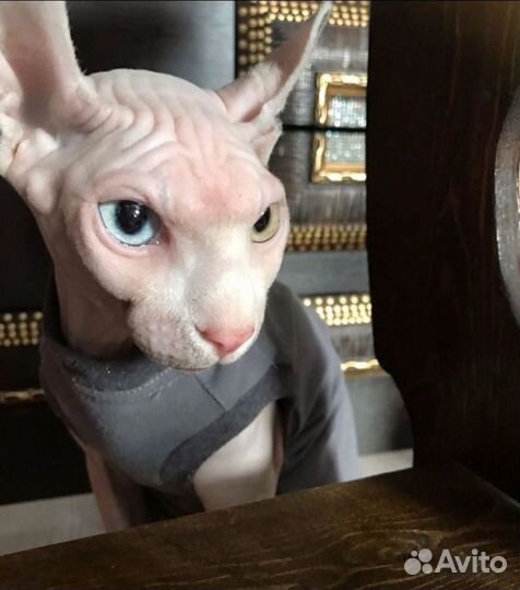 Канадский сфинкс эльф вязка