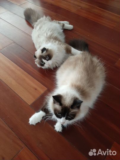 Котята в добрые руки бесплатно