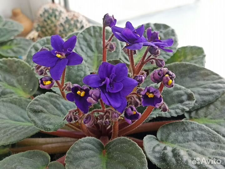 Фиалки цветущие в горшке