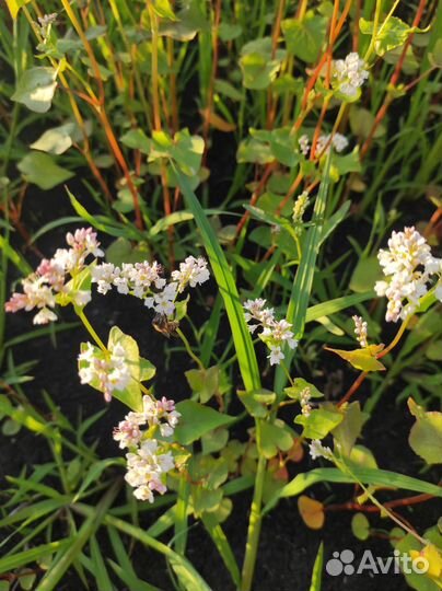 Продам натуральный гречишный мед