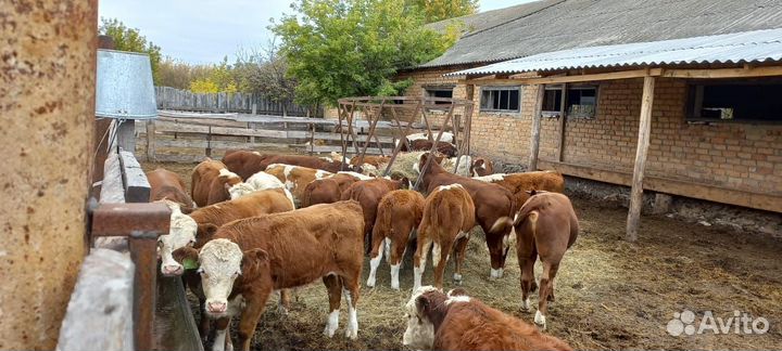 Быки сементалы