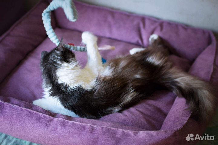 Кошка Белочка из д н р мечтает о семье