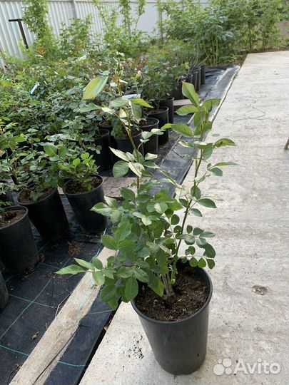 Розы в горшках