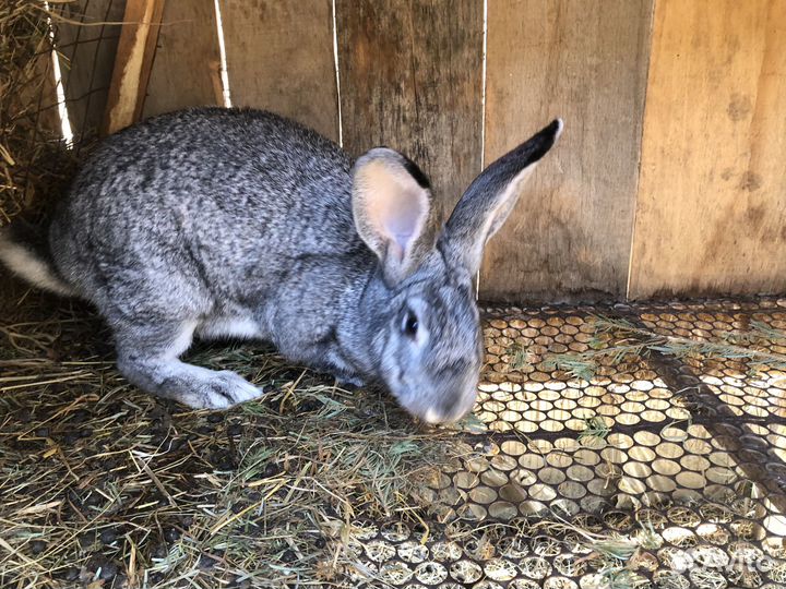 Кролики на племя Советская шиншилла