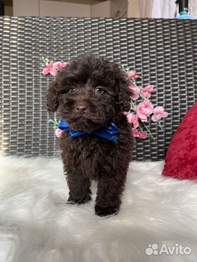 Exclusive maltipoo chocolate