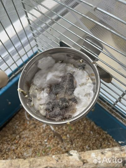 Зебровые амадины