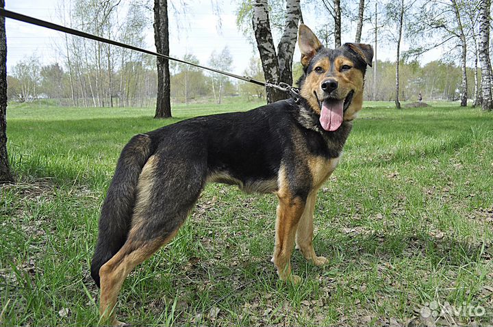 Восхитительная Лия из приюта в поисках семьи