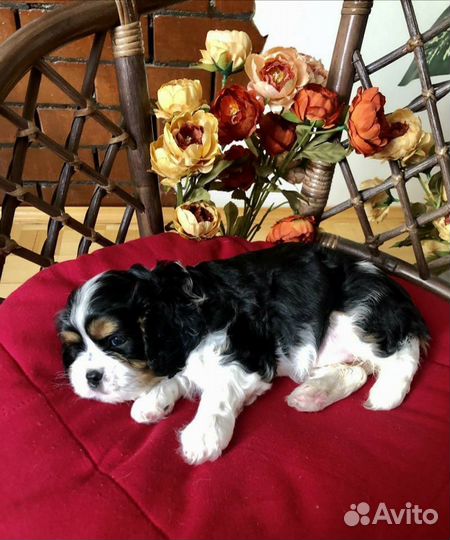 Кинг чарльз спаниель