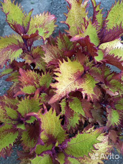 Колеусы сортовые