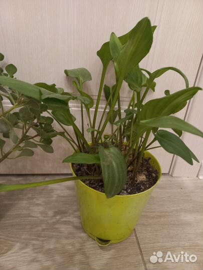 Отдам дримиопсис и аихризон