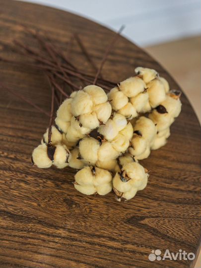 Ветки хлопка сухоцвет