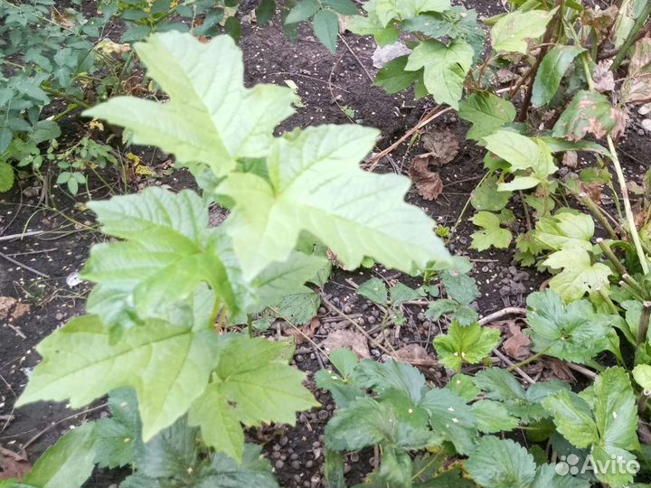 Калина саженцы 1 год