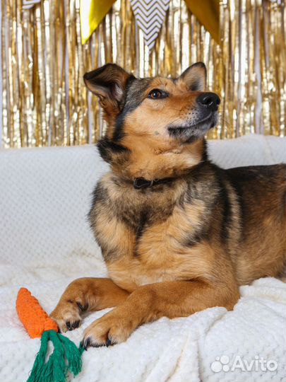 Небольшая собачка Ася