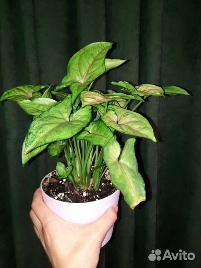 Сингониум кристмас мутейшн