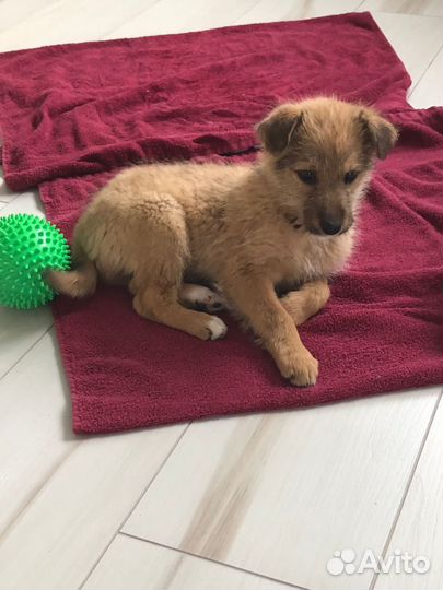 Найдена собака