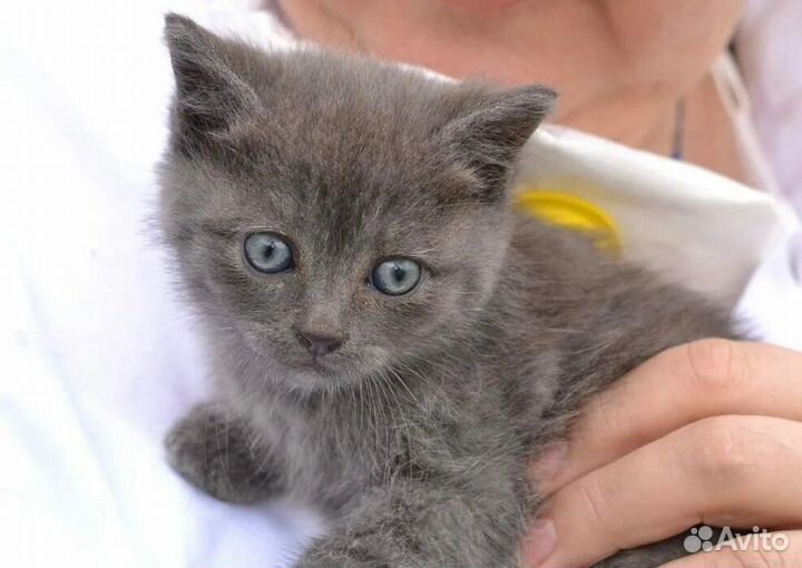 Котенок 1,5 месяца дымчатый