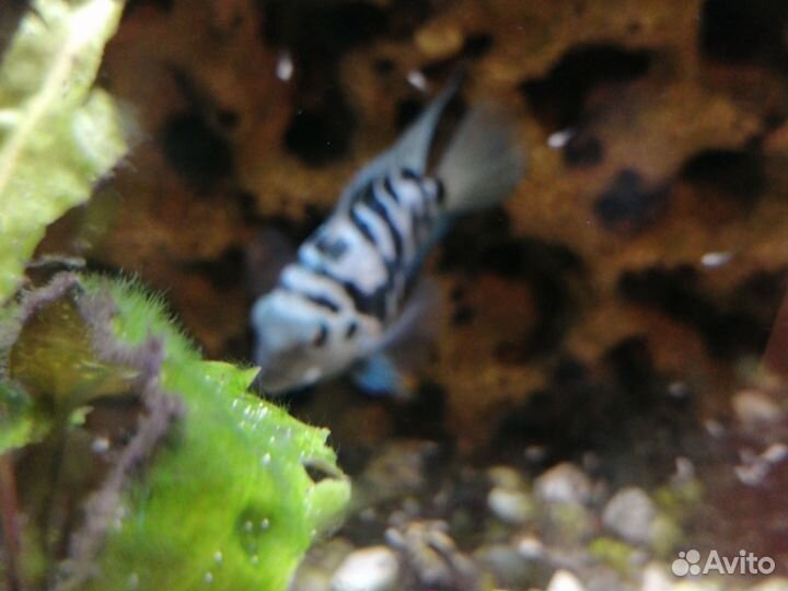 Рыбки аквариумные попугайчик тигровый синий
