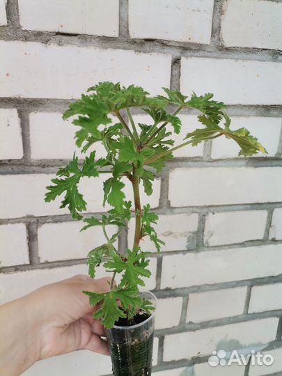 Пеларгония герань душистая лечебная