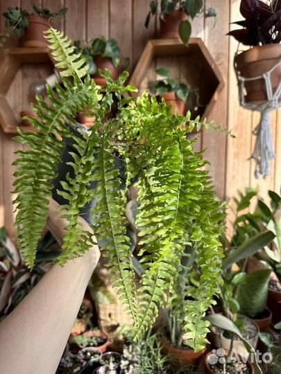 Комнатные цветы