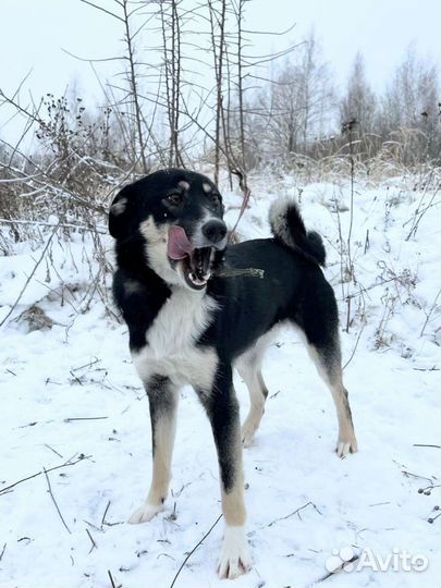 Кэтти собачка для семьи