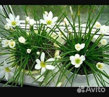 Зефирантес выскочка