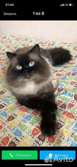 Шотландские вислоухие котята