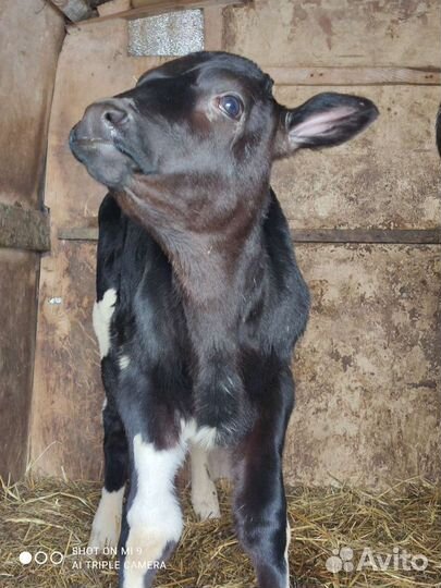 Телята-бычки доставка