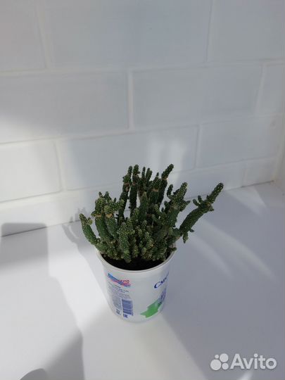 Опунция Туна Монстроза