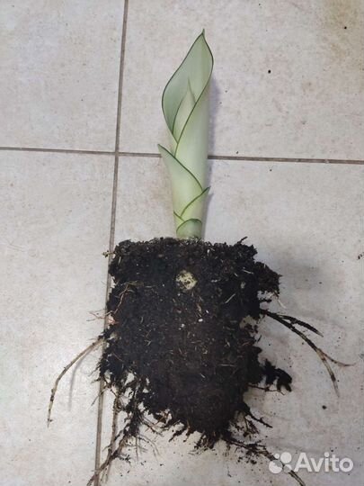 Сансевиерия